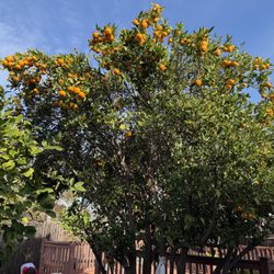 Green View Tree Service - They trim the top of our tangerine tree where it was growing out of control. Now it looks much better.