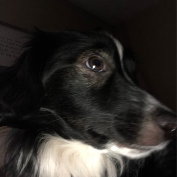 VEG ER for Pets - Emergency Pet Hospital Near Me - Alpharetta, Georgia VEG ER for Pets - Emergency Pet Hospital Near Me - Alpharetta, Georgia