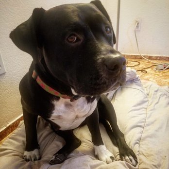 Jamacha Pet Vets - Cali healed after her surgery. Thank you! - Veterinarians Near Me - Santee, California