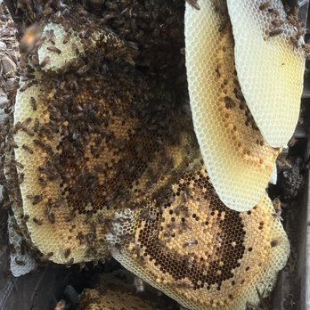 All 818 Bee Rescue - Pest Control Near Me - Granadahills, California