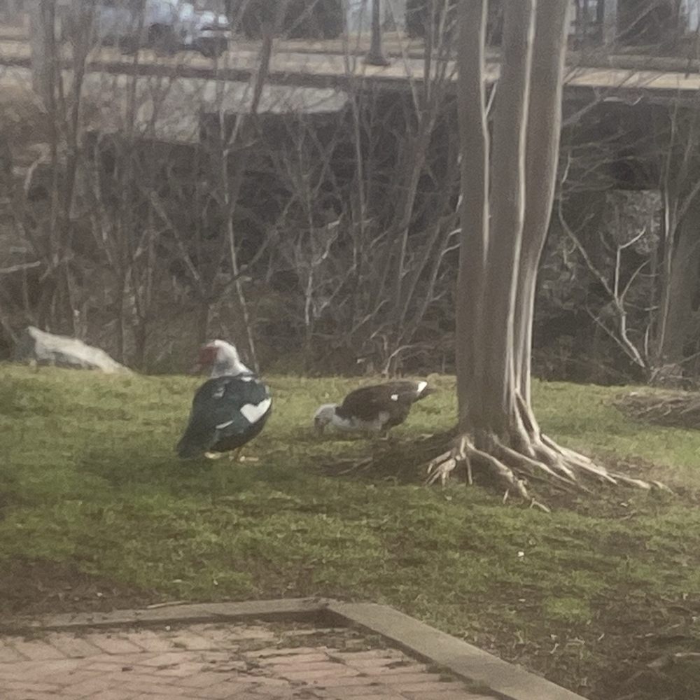 Big Spring Park - Birds - Parks Near Me - Huntsville, Alabama Big Spring Park - Birds - Parks Near Me - Huntsville, Alabama