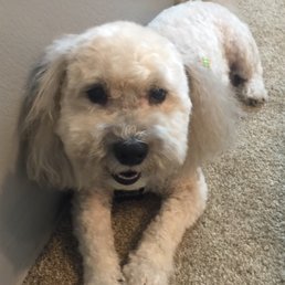 Great low maintenance cut on my poodle mix!