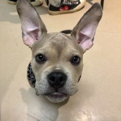 Kailua Pet Hospital