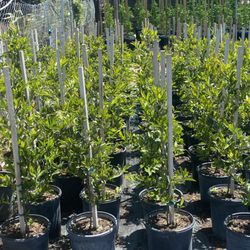 Ralphs Nursery