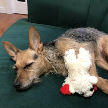 Strutting Mutts - A pooped out Yuki with her baby Lambchop after a nice long walk - Dog Walkers Near Me - Brooklyn, New York