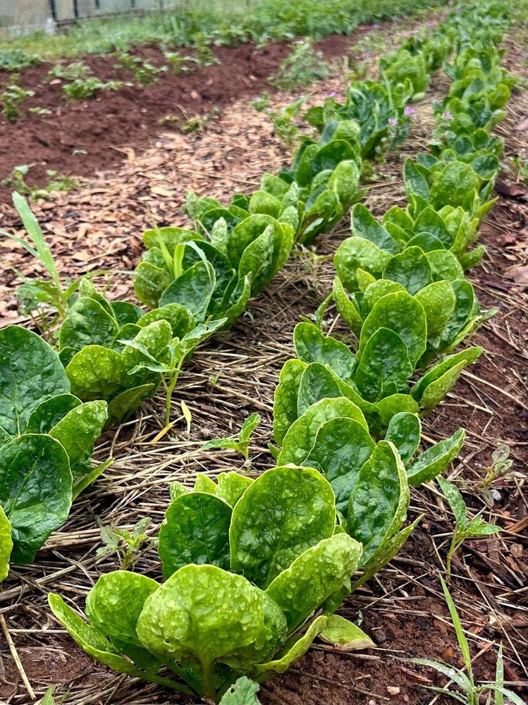 Food from Highfield Farm
