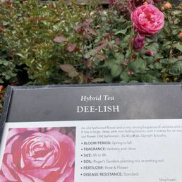 Deelish rose
