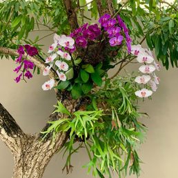 Orchids adorn this beautiful serene dental office Orchids adorn this beautiful serene dental office