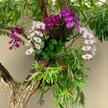 Coral Gables Dentistry - Orchids adorn this beautiful serene dental office - General Dentistry Near Me - Coral Gables, Florida Coral Gables Dentistry - Orchids adorn this beautiful serene dental office - General Dentistry Near Me - Coral Gables, Florida