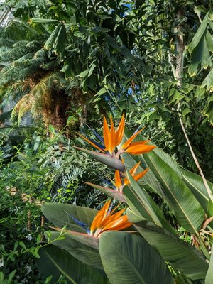 Foellinger-Freimann Botanical Conservatory by null