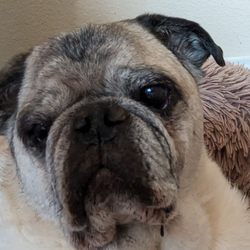 Companion Pet Hospital - Wilson, DOB: 3-1-08 and still living his best Pug life! #pug