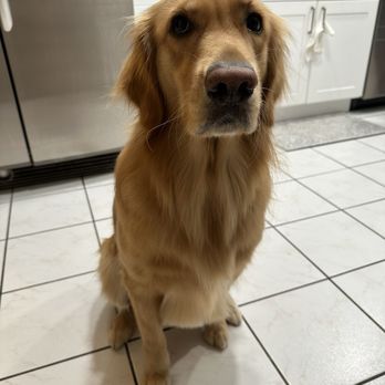 Bluemoon Pet Grooming - My golden retriever Ellie - Pet Groomers Near Me - El Monte, California