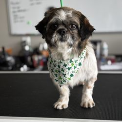 PetSquad
