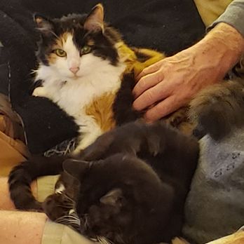 Barbie's Pet Salon - Fluffy getti g her rubs beside Tiger. - Pet Groomers Near Me - Santa Barbara, California