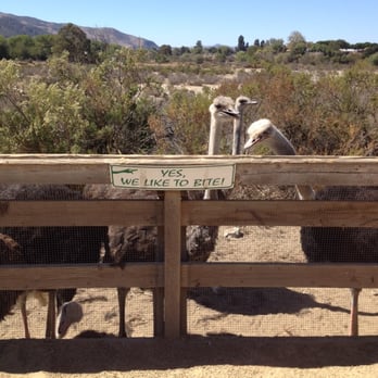 Ostrichland USA - Attraction Farms Near Me - Solvang, California Ostrichland USA - Attraction Farms Near Me - Solvang, California