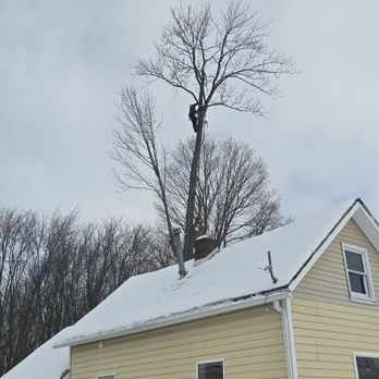The Guys Tree Service - Tree Services Near Me - Waterloo, Indiana The Guys Tree Service - Tree Services Near Me - Waterloo, Indiana