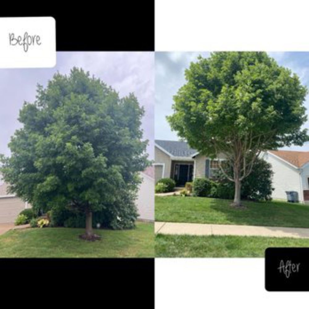 Ambitious Nature Tree Service - tree service in Denver, CO