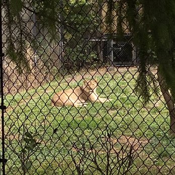 Henry Vilas Park Zoo - Lioness, chilling - Zoos Near Me - Madison, Wisconsin Henry Vilas Park Zoo - Lioness, chilling - Zoos Near Me - Madison, Wisconsin