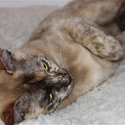 Top 10 Pet Sitting Near Branch Cottage Kennels Cattery In
