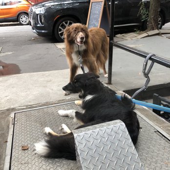 Un Posto Italiano - Pups waiting patiently Out front - Pasta Shops Near Me - Brooklyn, New York Un Posto Italiano - Pups waiting patiently Out front - Pasta Shops Near Me - Brooklyn, New York