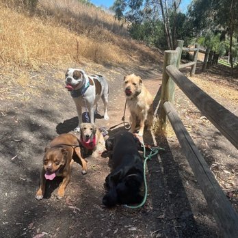 OC Pup Scouts - Vienna with her PupScouts pals - Dog Walkers Near Me - Dana Point, California OC Pup Scouts - Vienna with her PupScouts pals - Dog Walkers Near Me - Dana Point, California