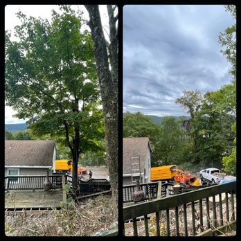 Roderick And Sons Tree Specialists - Tree Services Near Me Roderick And Sons Tree Specialists - Tree Services Near Me
