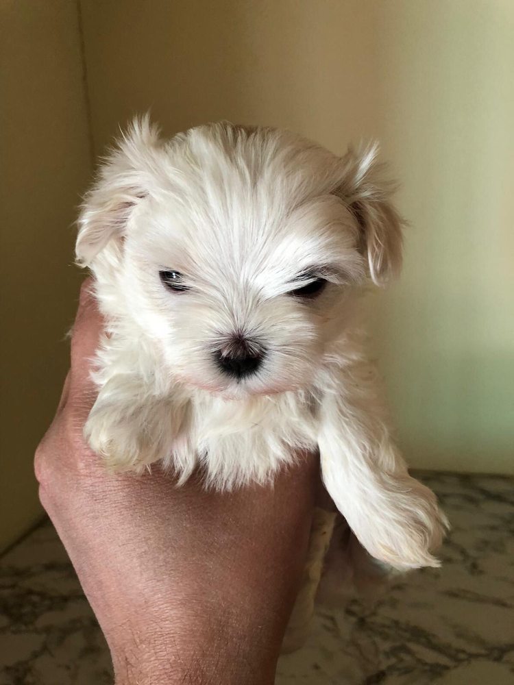 puppy heaven near me