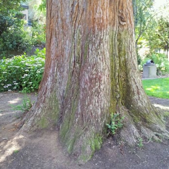 Central Park - Over 100 years old! - Parks Near Me - San Mateo, California