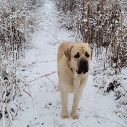 Yurt inspired Cabin - Gus, the livestock guardian dog