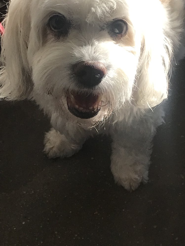 The Sniff Shack - pet boarding facility in Denver, CO