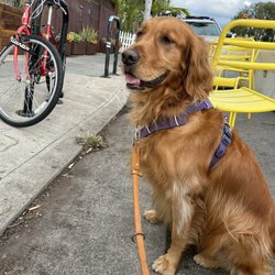 PV Positive Dog Training