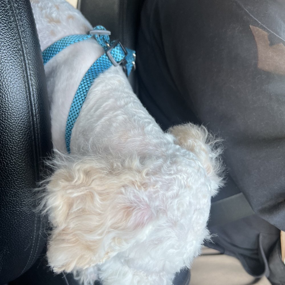 PetSmart - Pet Stores Near Me - Tujunga, California PetSmart - Pet Stores Near Me - Tujunga, California