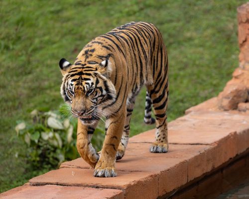 Disney Animal Kingdom by null