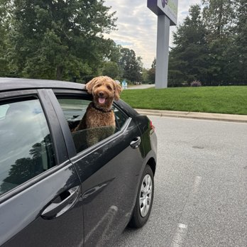 PetSuites Greensboro - Pet Boarding Near Me - Greensboro, North Carolina PetSuites Greensboro - Pet Boarding Near Me - Greensboro, North Carolina