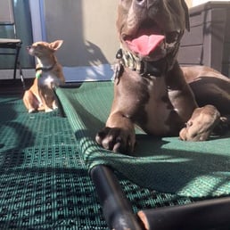 Bruno sunning on Mike's porch!