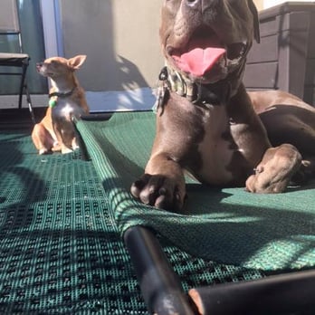 Paws Up NYC - Bruno sunning on Mike's porch! - Pet Sitting Near Me