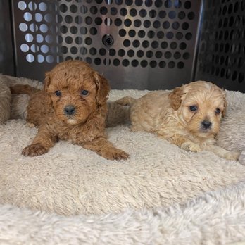 Magnolia pets - Two male cava poos will be ready March 2, 2025 call me my number is (251) 481-8719 - Pet Adoption Near Me - Mobile, Alabama