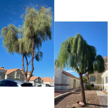 EG Tree Service - Two willow trees that were overgrown. Left -the leaves and branches would touch the car. right- branches were touching the ground before. - Tree Services Near Me EG Tree Service - Two willow trees that were overgrown. Left -the leaves and branches would touch the car. right- branches were touching the ground before. - Tree Services Near Me