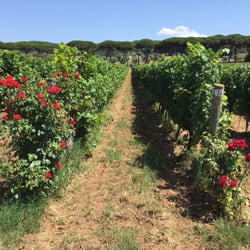 Tenuta Argentiera