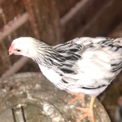 Primrose Farm - Primrose farm chickens