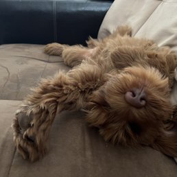 Puppy napping after his vaccine.