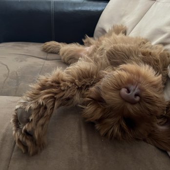 Kahoots Pet Store - Puppy napping after his vaccine. - Pet Stores Near Me - La Mesa, California