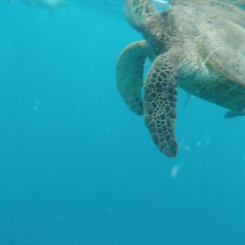 Makani Catamaran - Saw a turtle up close and personal - Boating Near Me - Honolulu, Hawaii