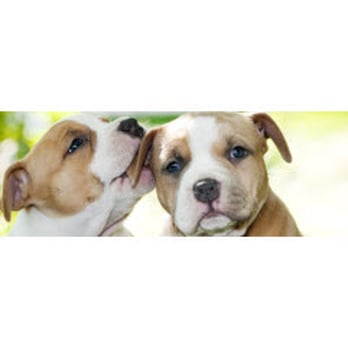 Dogwood Hill Kennel - Pet Training Near Me - Reva, Virginia Dogwood Hill Kennel - Pet Training Near Me - Reva, Virginia