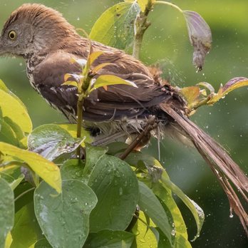 Trio Landscaping - Brown Thrasher attracted to native plant. - Landscaping Near Me - Minneapolis, Minnesota Trio Landscaping - Brown Thrasher attracted to native plant. - Landscaping Near Me - Minneapolis, Minnesota