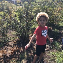Carr's Organic Blueberry Farm