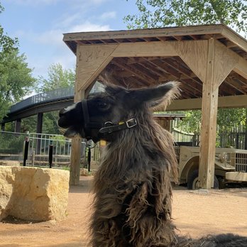 Minnesota Zoo  - Llamas!!!!!! - Zoos Near Me - Apple Valley, Minnesota