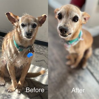 Pet Palace - Before and after Full Grooming - Pet Groomers Near Me - San Diego, California Pet Palace - Before and after Full Grooming - Pet Groomers Near Me - San Diego, California