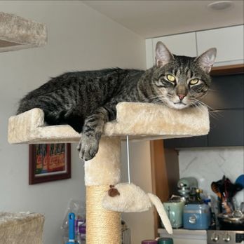 Katie's Kitty - Pet Sitting Near Me - New york, New York Katie's Kitty - Pet Sitting Near Me - New york, New York