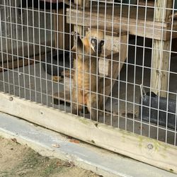 It's A Zoo Life - Coatimundi